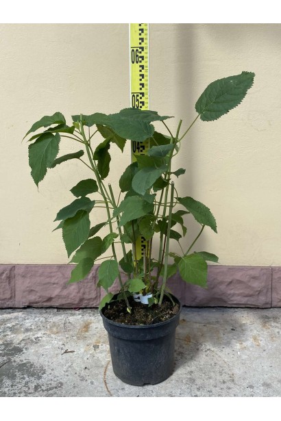 Гортензія деревоподібна Аннабель - 3л/вис.50-70см/Ø30-40см